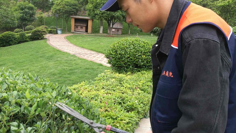 百慕大草坪冬天能踩踏吗