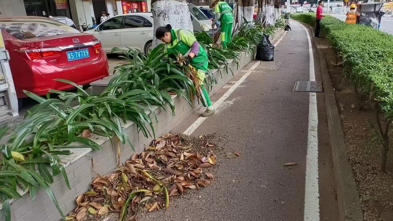 市政绿化苗木价格走势：影响因素与趋势分析