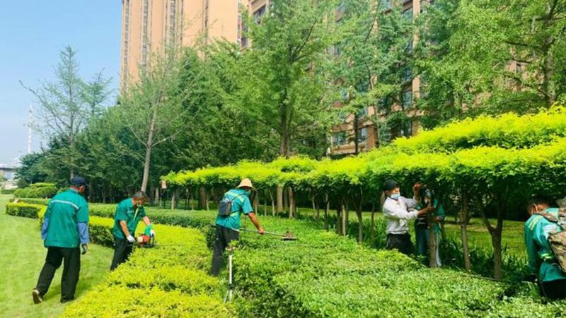 小区绿化病虫害防治流程全解析